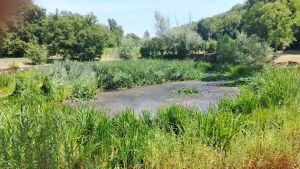 Poca acqua e arbusti: a Contovello il laghetto annaspa