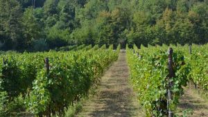 L’Oltrepò lancia Montenapoleone, la Doc per valorizzare i vini fermi