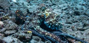 “Ver” con la piel: el enigma visual de pulpos, sepias y calamares