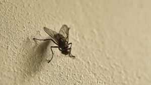 Musca domestica