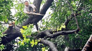 “Mid-Day Opinion: Citizens should not attempt to clear fallen trees”