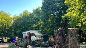«Taglio degli alberi, intervento miope»