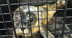 Tiny seal pup at risk of losing its eye after suspected 'nasty' dog attack