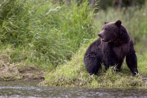 When you’re enjoying the great outdoors, put down your phone – and carry a can of bear spray