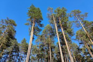 Жители Королева спасли от вырубки старинный усадебный парк, который готовились застроить