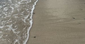 5 Tools to Ease Efforts in the Pursuit of Health