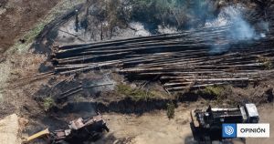 ¿Quién defiende a los trabajadores forestales del sur del país?