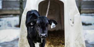 To protect farmed animals, Canada must end industry self-regulation