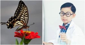 Ten-year-old butterfly researcher discovers that memories can be passed down through generations