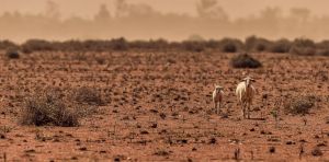 A big El Niño is likely. Australia needs to get ready now for drought, fire and the unknown