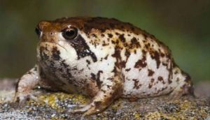 Species under threat: Viral 'squeaky frog' faces extinction risk