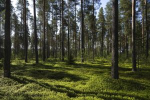 Lukijan mielipide: Kainuun elinvoima on vahvistunut