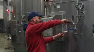 Vino, allarme sui Colli Euganei: mancano addetti in cantina e i produttori perdono ordini
