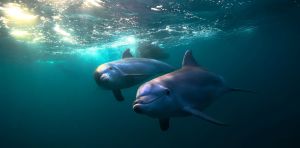 ¿Los delfines también pueden sufrir alzhéimer?