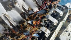 Caldo e alghe divorano ossigeno: moria di cozze, vongole e pesci nel mare a 32 gradi