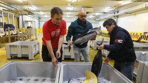 La costera del bonito en Avilés supera ya el medio millón de kilos subastados desde el inicio de la campaña