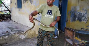 What to Do If You Spot a Snake at Home During Monsoon, According to Trained Rescuers