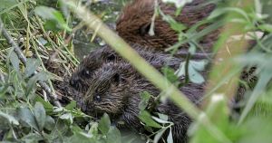 Two 'happy and healthy' beaver kits spotted at Norfolk nature reserve