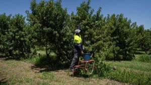 Muere un temporero de 64 años en Seròs (Segrià) mientras recogía fruta a más de 40 grados