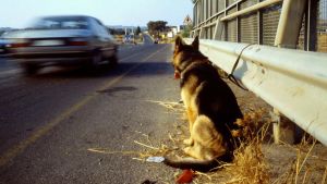 L’abbandono di animali cresce in estate: la mappa del fenomeno in Italia