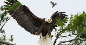 Unexpected wildlife encounters in the Kawarthas