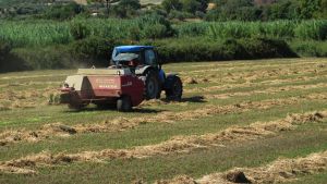 Ενισχύεται η καλλιέργεια μηδικής με 4,9 εκατ. ευρώ