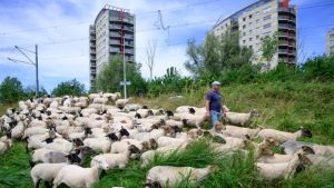 Martin Oosthoek is herder. ‘Zondag is de mooiste dag: alleen op de wereld met mijn schapen’