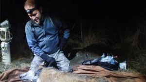 Bimba aggredita, il parere dell’esperto: “Raro l’attacco di esemplari isolati. Attenzione agli allarmi eccessivi”