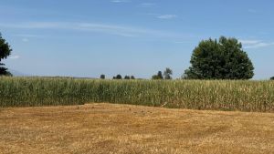 Campi arsi dal sole e crisi idrica, l’agricoltura chiede l’intervento della Regione Piemonte