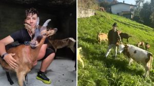 Due ragazzini si svegliano ogni giorno all’alba per curare le capre, ma i turisti protestano: «Puzza di letame»
