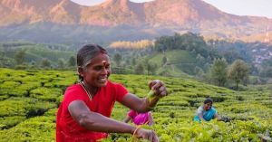 6 Tea Plantations Where You Can Watch Your Favourite Chai Come to Life