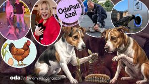 Köpekler için iki gizli tehlike... Bahçede parkta önlem alın