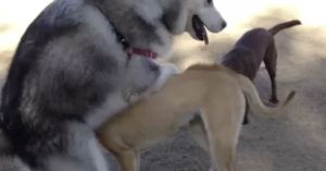 If You Want to Know Why Your Dog Is a Humper, Watch Them
