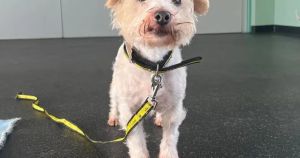 'Sweet' senior dog in need of a loving retirement home