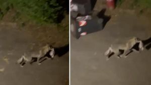 Lupo avvistato a Bologna: l’animale rovista tra i rifiuti a pochi passi dalle case, il video choc