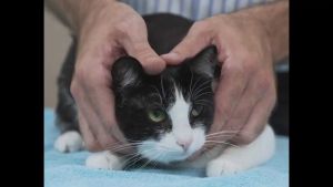 Vet demonstrates ‘squish the cat’ method of safe cat handling in delightfully helpful video
