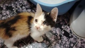 Sempre più gatti abbandonati a Monselice, le associazioni: «Non abbiamo più posto»