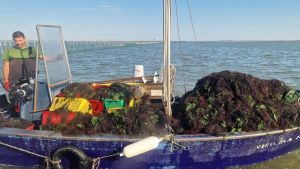 Granchio blu, fuga per la salvezza: l’anossia è letale per lui. “Lo abbiamo avvistato nel fiume Po” /