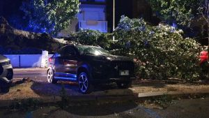 Fano, raffiche di vento a 74 chilometri orari: albero si sradica e finisce su tre auto