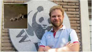 Animali in città, niente panico: “Ecco le regole da seguire” /