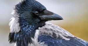 What I learned from the birds on my Scottish island