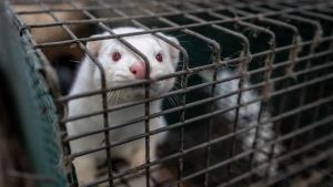 Hele er­hver­vet blev ned­lagt - nu skal der igen avles mink på stor farm