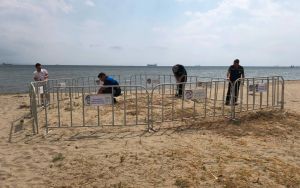 Şarköy'de nesli tehlikedeki kum zambakları için koruma çemberi
