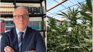 Arrestato con 11 piante di canapa, ma assolto: “Droga per uso terapeutico, non costituisce reato”