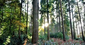 Fire crews tackling blaze at Thetford Forest