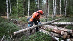 Metsä | Valtion metsät ovat metsäkeskustelun peili