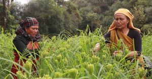 How 90 Nagaland Farmers Brought Traditional Millets Back to Fields & Festivals