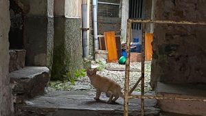 A Pont Canavese colonia felina in difficoltà tra sporcizia e morìa di gatti