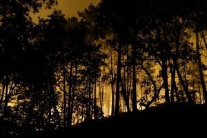 Forêt de Fontainebleau : un feu d’une « ampleur déjà exceptionnelle »
