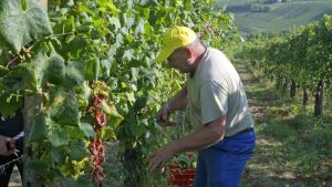Caldo estremo, l’allarme di Confcooperative Toscana: “Vendemmia in anticipo e meno olio